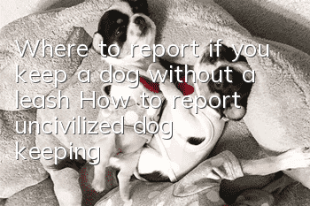 Where to report if you keep a dog without a leash? How to report uncivilized dog keeping?