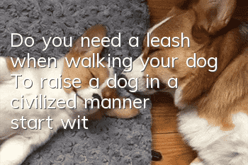 Do you need a leash when walking your dog? To raise a dog in a civilized manner, start with yourself!