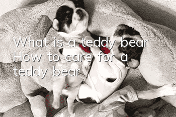 What is a teddy bear? How to care for a teddy bear?