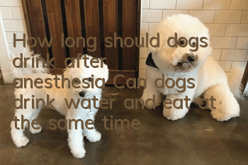How long should dogs drink after anesthesia? Can dogs drink water and eat at the same time?