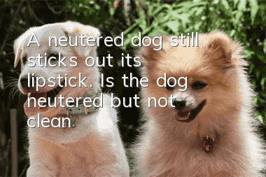 A neutered dog still sticks out its lipstick. Is the dog neutered but not clean?