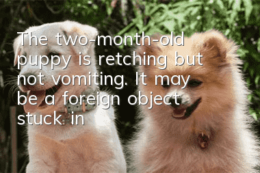The two-month-old puppy is retching but not vomiting. It may be a foreign object stuck in the throat!