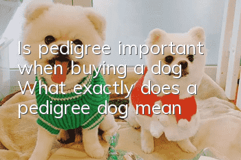 Is pedigree important when buying a dog? What exactly does a pedigree dog mean?