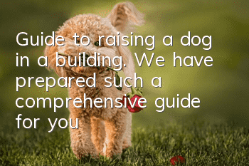 Guide to raising a dog in a building. We have prepared such a comprehensive guide for you!
