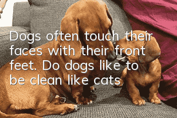 Dogs often touch their faces with their front feet. Do dogs like to be clean like cats?