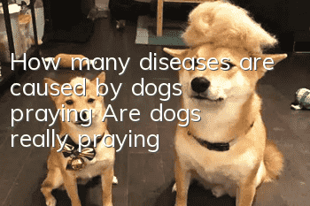 How many diseases are caused by dogs praying? Are dogs really praying?