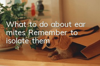 What to do about ear mites? Remember to isolate them!
