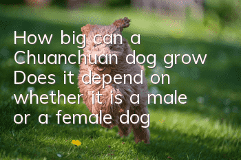 How big can a Chuanchuan dog grow? Does it depend on whether it is a male or a female dog?