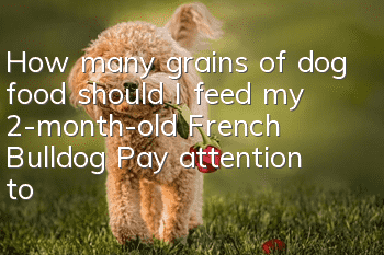 How many grains of dog food should I feed my 2-month-old French Bulldog? Pay attention to small meals and frequent meals!