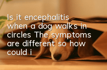 Is it encephalitis when a dog walks in circles? The symptoms are different, so how could it be encephalitis?
