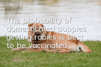 The probability of domesticated puppies getting rabies is best to be vaccinated!