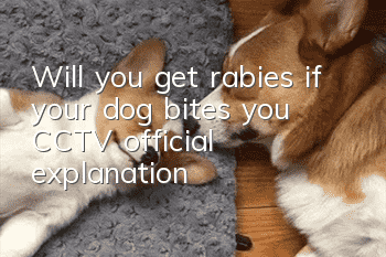 Will you get rabies if your dog bites you? CCTV official explanation