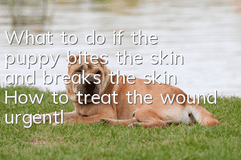 What to do if the puppy bites the skin and breaks the skin? How to treat the wound urgently?