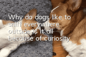 Why do dogs like to sniff everywhere outside? Is it all because of curiosity?