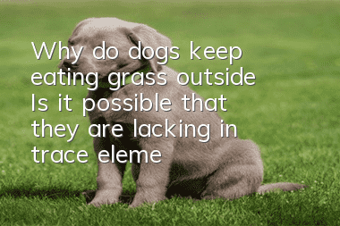 Why do dogs keep eating grass outside? Is it possible that they are lacking in trace elements?