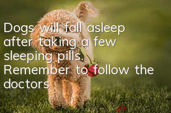 Dogs will fall asleep after taking a few sleeping pills. Remember to follow the doctor’s advice!