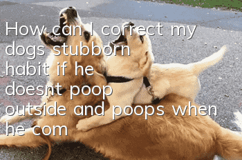 How can I correct my dog's stubborn habit if he doesn't poop outside and poops when he comes home?