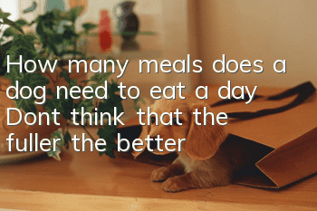 How many meals does a dog need to eat a day? Don’t think that the fuller the better!