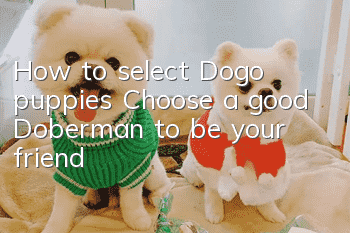 How to select Dogo puppies: Choose a good Doberman to be your “friend”