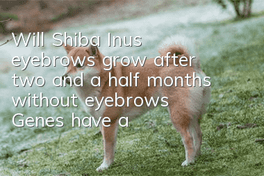 Will Shiba Inu's eyebrows grow after two and a half months without eyebrows? Genes have a lot to do with it.