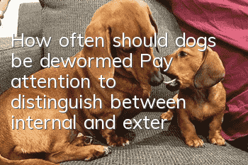 How often should dogs be dewormed? Pay attention to distinguish between internal and external bodies!