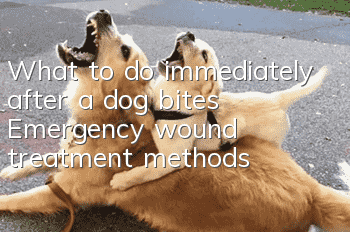 What to do immediately after a dog bites? Emergency wound treatment methods!