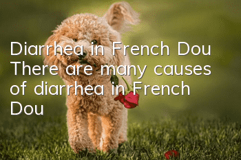 Diarrhea in French Dou There are many causes of diarrhea in French Dou!