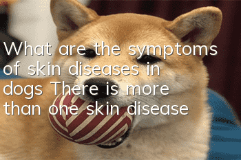 What are the symptoms of skin diseases in dogs? There is more than one skin disease!