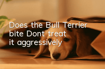 Does the Bull Terrier bite? Don't treat it aggressively!