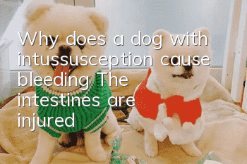 Why does a dog with intussusception cause bleeding? The intestines are injured!