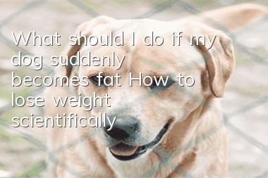 What should I do if my dog ​​suddenly becomes fat? How to lose weight scientifically?