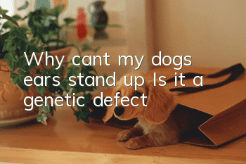 Why can’t my dog’s ears stand up? Is it a genetic defect?