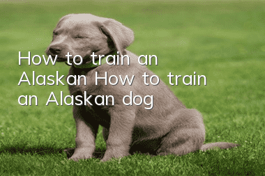 How to train an Alaskan? How to train an Alaskan dog!