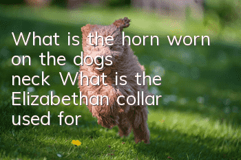 What is the horn worn on the dog's neck? What is the Elizabethan collar used for?