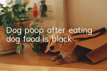 Dog poop after eating dog food is black