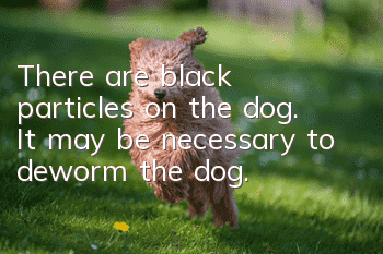 There are black particles on the dog. It may be necessary to deworm the dog.