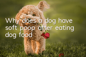 Why does a dog have soft poop after eating dog food?