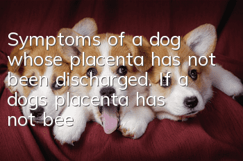 Symptoms of a dog whose placenta has not been discharged. If a dog’s placenta has not been discharged, seek medical attention promptly.