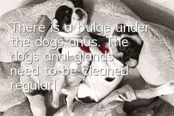 There is a bulge under the dog’s anus. The dog’s anal glands need to be cleaned regularly.