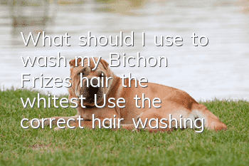 What should I use to wash my Bichon Frize's hair the whitest? Use the correct hair washing product!
