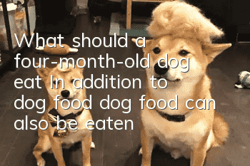 What should a four-month-old dog eat? In addition to dog food, dog food can also be eaten!