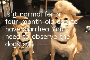 Is it normal for a four-month-old dog to have diarrhea? You need to observe the dog’s condition!