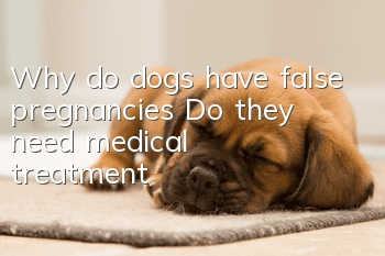 Why do dogs have false pregnancies? Do they need medical treatment?