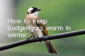 How to keep budgerigars warm in winter