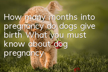How many months into pregnancy do dogs give birth? What you must know about dog pregnancy!