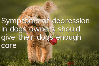 Symptoms of depression in dogs: owners should give their dogs enough care