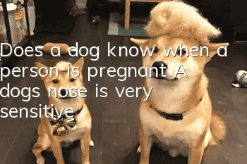 Does a dog know when a person is pregnant? A dog’s nose is very sensitive!