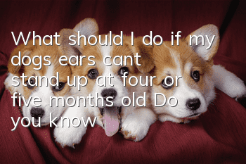 What should I do if my dog’s ears can’t stand up at four or five months old? Do you know the reason?
