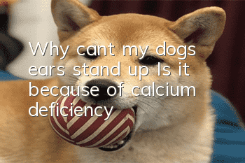 Why can’t my dog’s ears stand up? Is it because of calcium deficiency?