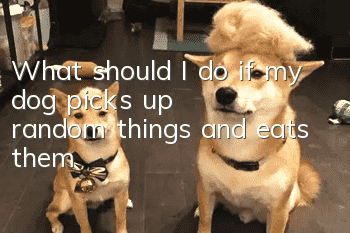 What should I do if my dog picks up random things and eats them?